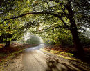 An Early Autumn Morning, Bolderwood 